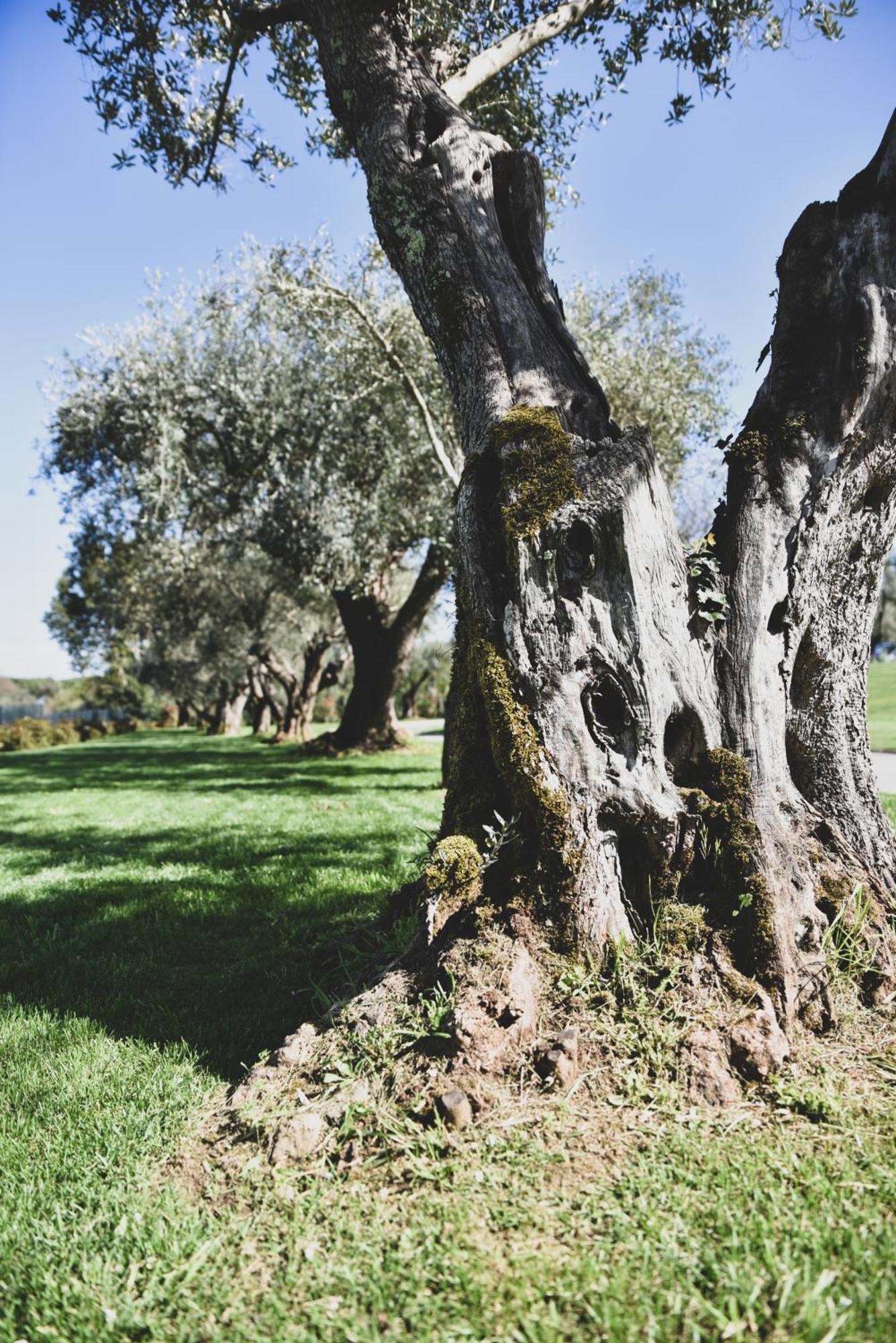 Vigna Caio Relais & Spa (Adults Only) ブラッチャーノ エクステリア 写真